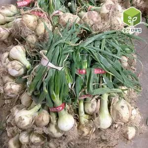 국내산 햇 잎양파 줄기양파 4kg 내외