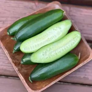 국내산 피클 장아찌 생식용 미니 오이 2kg