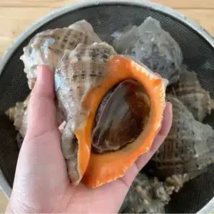 싱싱햇 국내산 제철 참소라 생소라 소라 1kg