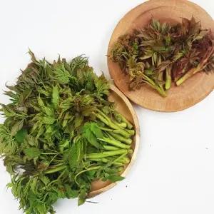 강원_정선 자연산 눈개승마 1kg 능개승마 삼나물