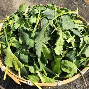 국내산 부지깽이 취나물 1kg