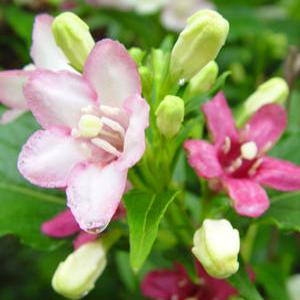 [나무팜] 삼색병꽃나무화분(키120-130cm내외/7화분포함) 한나무에 3가지색 꽃이 피는 예쁜식물 조경용 관상용