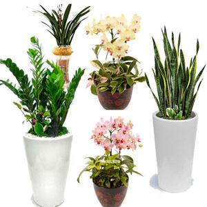 광주 북구꽃배달 북구개업화분 승진영전축하화분 동양란 서양란 스피드플라워