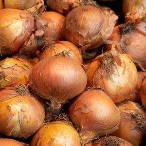 국내산 무안 햇양파 3kg 소 사이즈