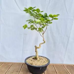 고목 목백일홍 배롱 나무 분재 반려 식물 인테리어 화분