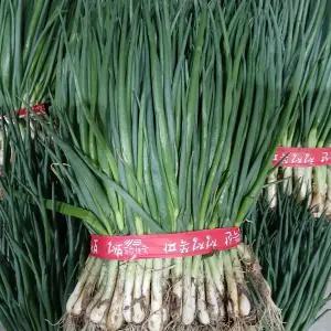 보성 흙쪽파 1kg