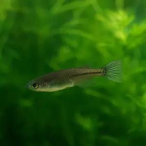 블랙 메다카 5마리