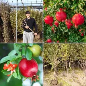 석류나무 묘목 5년생 R4점 슈퍼단석류 유실수 과수 과실수 정원수 조경수 원예