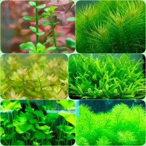 물멍 무이탄 세트(바코바 몬니에리, 옐로 오란다, 바코바 카롤리아나[워터바코바], 라지 하이그로필라,타이완 가가부타, 밀리오필름 )SP가이아나 드워프