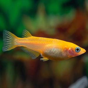 [행운수족관]열대어, 양귀비 메다카 [2마리]