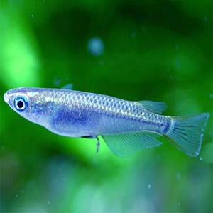 [행운수족관]열대어, 플래티넘 메다카(미유키) [2마리]