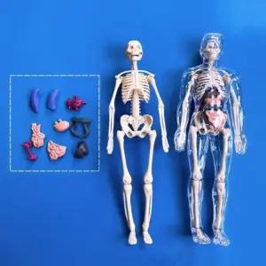 투명 인체구조 분리 조립모형(28cm)/인체 내부장기 근육 뼈 관찰/투명 케이스 사람모형