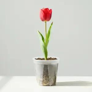 갑조네 튤립구근 체험세트