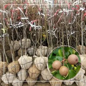 서울농원묘목/돌배나무 배나무 4년생 특묘 결실주 분묘 과실수