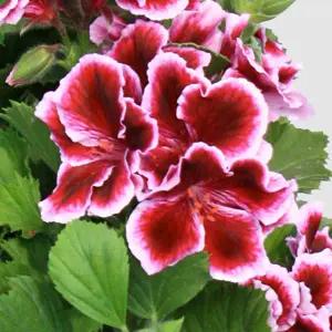 어린모종 제라늄 노비타클래식 얼리라벤다(리갈) 8cm분