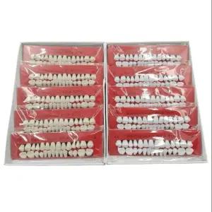 가짜 이빨 깨진이빨 2색 임시 커버용 인공치아 치과 연습용 모형