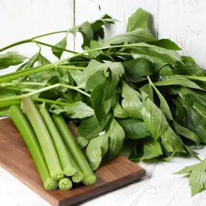 [당일수확발송] 친환경 유기농 신선초 1kg 즙용 주스용