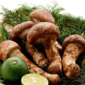 국내산 가정용 참송이 버섯 500g