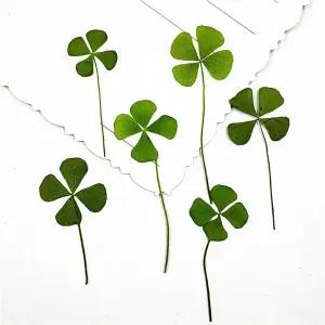 생화 네잎클로버 압화 12매 진공포장 발송 레진아트