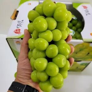 고당도 씨없는 샤인머스켓 씨없는 포도 16브릭스 1.8kg-3kg