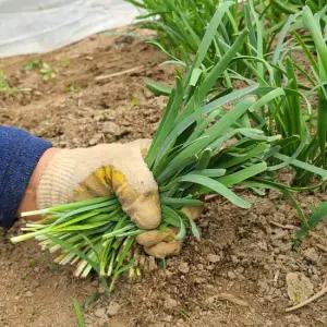 해풍맞은 제철 노지 초벌부추 1kg