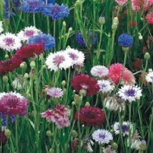 [제이프로젝]수레국화 꽃 씨앗 야생화 꽃씨 종자 품종 정원 500립 꽃씨앗 정원꾸미기 야생화씨 씨앗판매 종