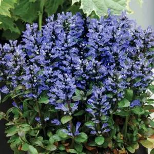 아주가  (미니아주가) 모종 10cm포트 세개묶음   DR766