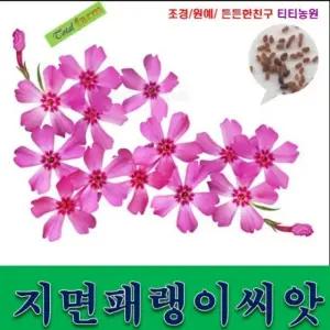 꽃잔디 씨앗/지면패랭이씨앗/ 300립/ 약 지면패랭이꽃 /