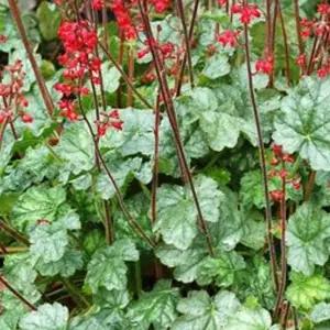 휴케라 립스틱 2포트 모종 다년생 노지월동 바위취 야생화 C02