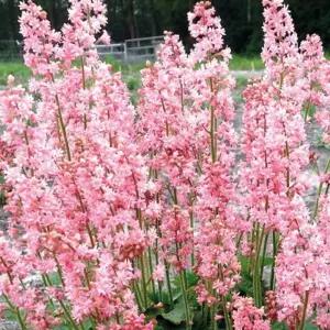 휴케라 핑크레볼루션 2포트 모종 노지월동 다년생 정원 음지식물 C02