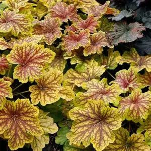 휴케라 레드라이팅 2포트 모종 반음지 야생화 노지월동 지피식물 C02