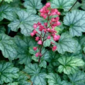 휴케라 파리 2포트 모종 반음지 야생화 노지월동 다년생 지피식물 C02