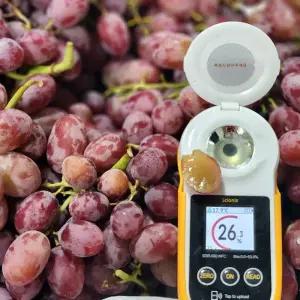 씨없는 코튼 캔디 포도 2kg 솜사탕포도 캔디스냅 포도 캔디하트 포도 캔디드림 포도