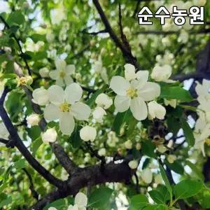 꽃사과나무 묘목, 애기사과 개화주 3년생(분) 1개/조경수