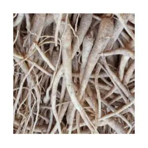 (성실)도라지모종 2년차종근 1kg (약 80-100개)