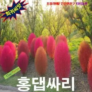 홍댑싸리 10 립 감상 단풍을 오랫동안 씨앗 희귀