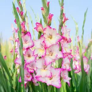 구근 글라디올러스 프리실라 1구(구근둘레12/14)