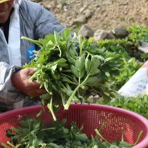 국내산 여수 금오도 노지 방풍나물 3kg