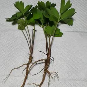 방풍모종 2년차 종근 20개 ta263