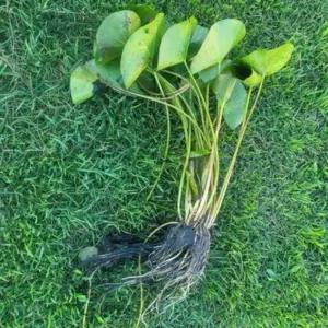 수생 수련 키우기 백수련 1덩이 무늬백련 월동 1덩이