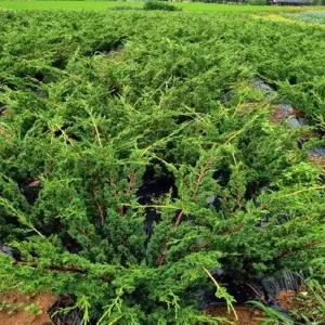 진백나무 묘목 삽목2년 뿌리묘5개