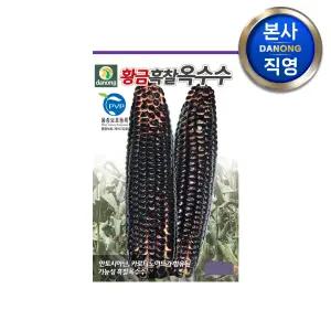 황금 흑찰옥수수 씨앗 70립 . 검은 검정색 옥수수 채소 구황작물 파종 씨 종자.
