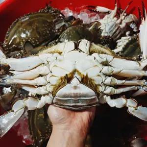 국내산 프리미엄 활 대 암꽃게 1kg 2-4미내외 대암게 암게 100%알배기 (알수율70%가량)