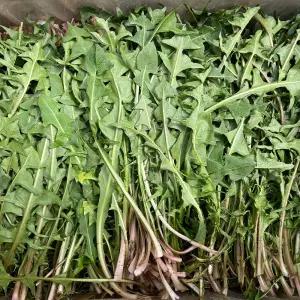 싱싱 국산 민들레 나물 500g 민들래 나물 생 민들레 잎 민들레줄기 향나물 봄 나물 반찬 거리 산나물