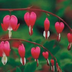 종자 꽃씨 한국 20립 야생화 금낭화 정원 씨앗 품종