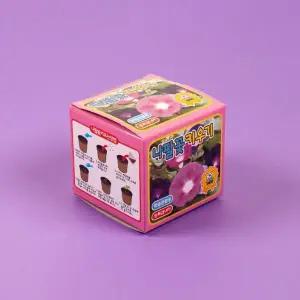 나팔꽃 키우기 화분 세트 2개 구성