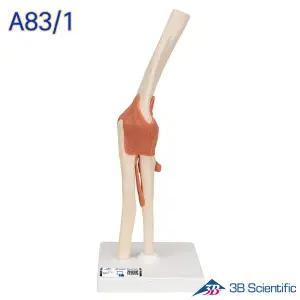 [종로의료기]3B Scientific 인체모형 A83/1 고급형 팔꿈치모형 유연한 팔꿈치관절과 인대