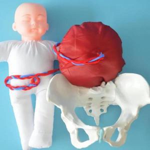 의대생 인간 배달 데모 골반 교육 해부학 모델 태아 탯줄 태반 의과 학생 도구