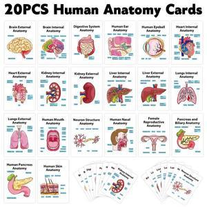 의대생 20개의 해부학 플래시카드, 교육용 참고 도구 카드, 뇌의 외부 및 내부 다루고 있으며, 학생, 간호