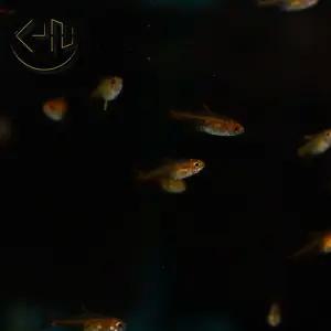 엠버 테트라 (관상어, 열대어)